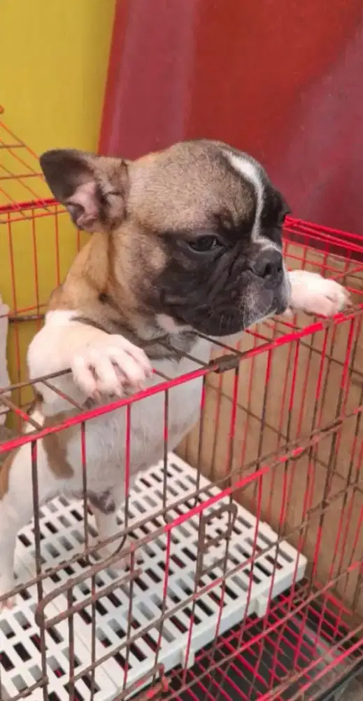 Frenchbulldog puppy