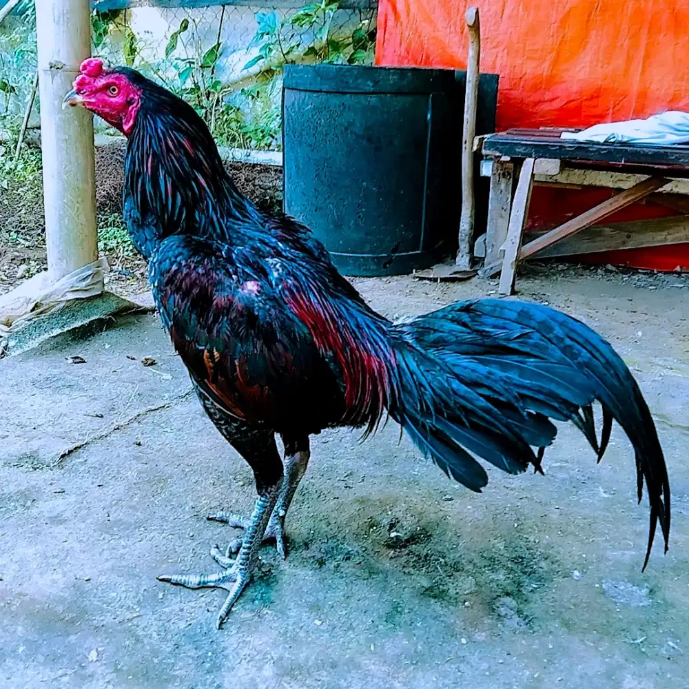 Ayam mangon berkualitas