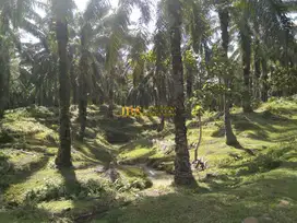 Tanah Kosong Dijual di Desa Lau Mulgap Kec. Selesai Kab. Langkat