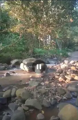 Dijual tanahkebun view sungai murah. pohon durian Wonosalam, Jombang