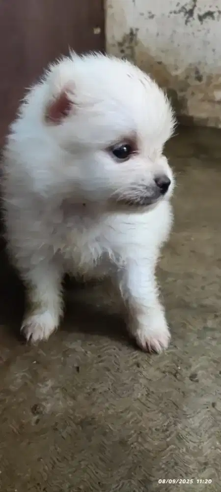 Ras minipom super