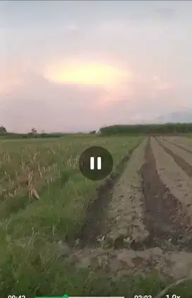 Dijual tanah Ngoro, Jombang untuk pertanian, peternakan