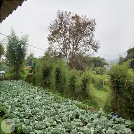 Tanah Kebun di Pasir Jambu Ciwidey bisa untuk Villa