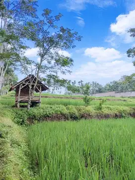 Dijual Sawah exotic di kaki Ijen Bondowoso