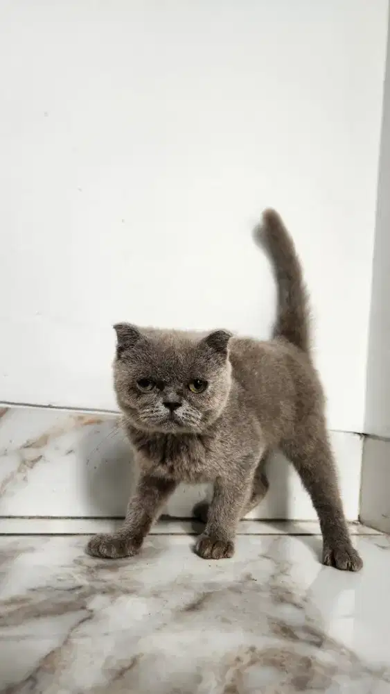 Kucing British Short Hair