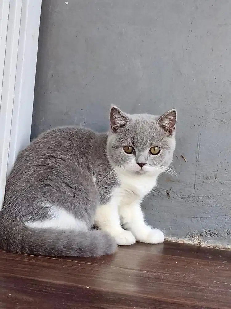 Lepas adopsi kucing bsh bicolour