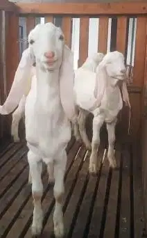 3 ekor cempe anakan kambing etawa senduro jantan 3-4 bulan siap ternak