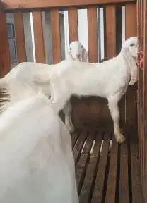 3 ekor cempe anakan kambing etawa senduro jantan 3-4 bulan siap ternak