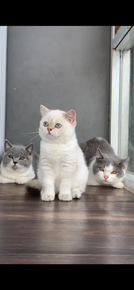 Lepas adopsi BSH golden warna putih