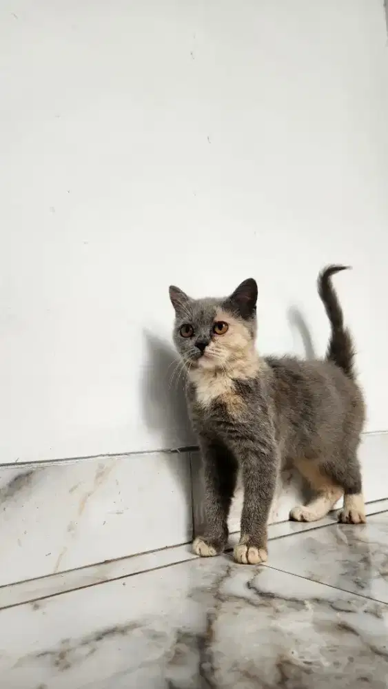 Kucing British Short Hair