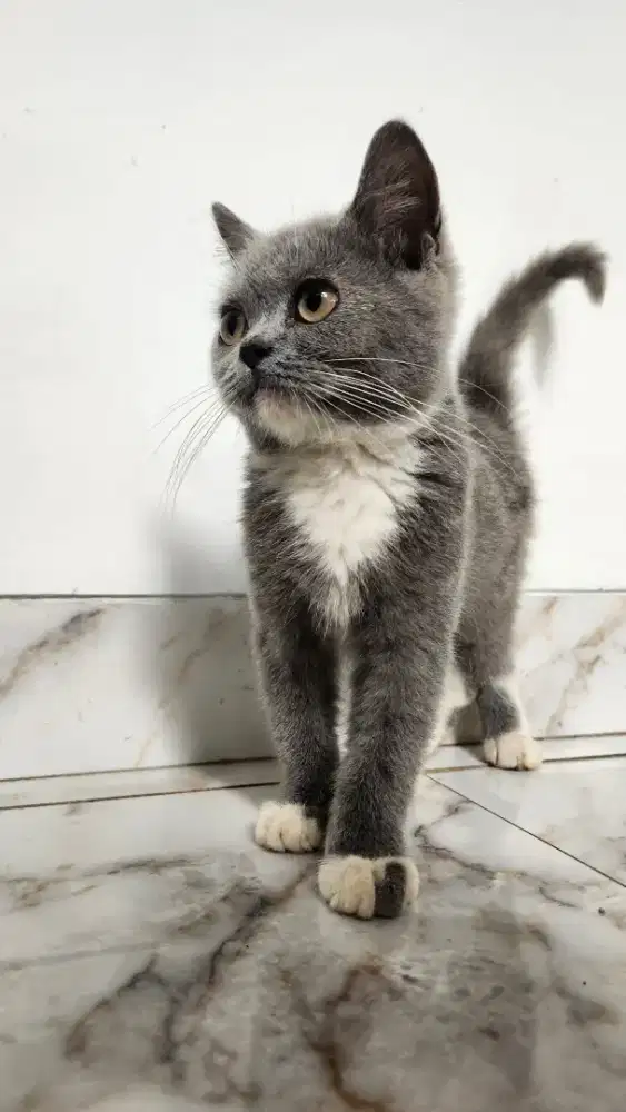 Kucing British Short Hair