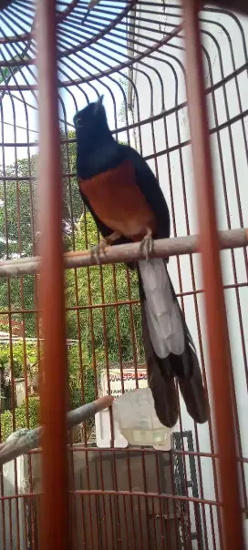 Murai batu medan
