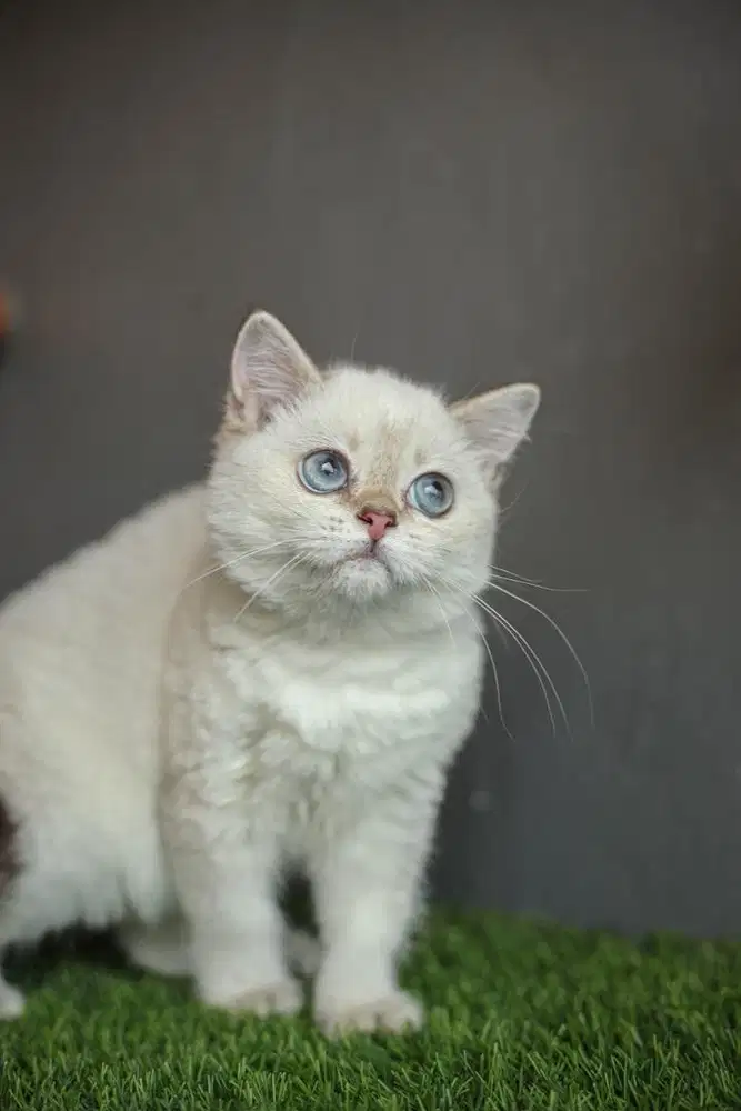 Lepas adopsi bsh golden warna putih