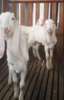 3 ekor cempe anakan kambing etawa senduro jantan 3-4 bulanan super top