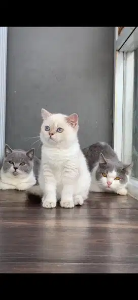 Lepas adopsi bsh golden white colour