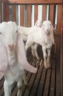 3 ekor cempe anakan kambing etawa senduro jantan 3-4 bulanan superan