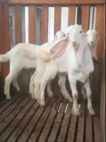 3 ekor cempe anakan kambing etawa senduro jantan 3-4 bulanan super top