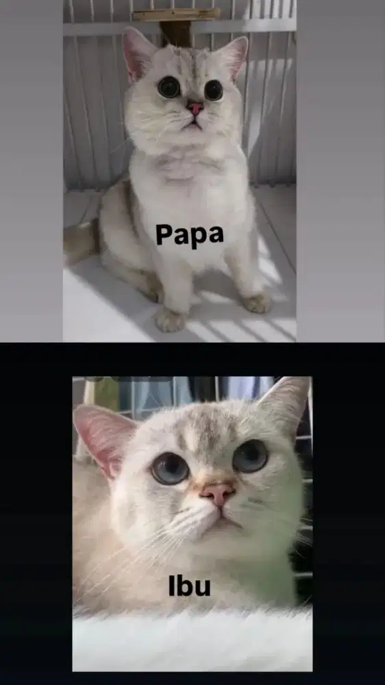 BRITISH SHORTHAIR KITTEN