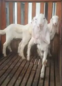 3 ekor cempe anakan kambing etawa senduro jantan 3-4 bulanan unggulan