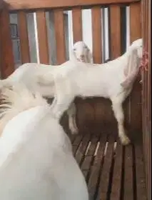 3 ekor bibit anakan kambing etawa senduro jantan 3-4 bulanan unggulan