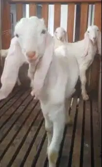 3 ekor bibit anakan kambing etawa senduro jantan 3-4 bulanan superan