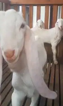 3 ekor bibit anakan kambing etawa senduro jantan 3-4 bulanan unggulan