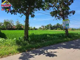 Dijual Tanah Sawah Produktif di Tepi JL. Watukebo, Blimbingsari - Bwi
