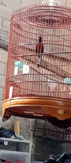 Burung murai batu gacor