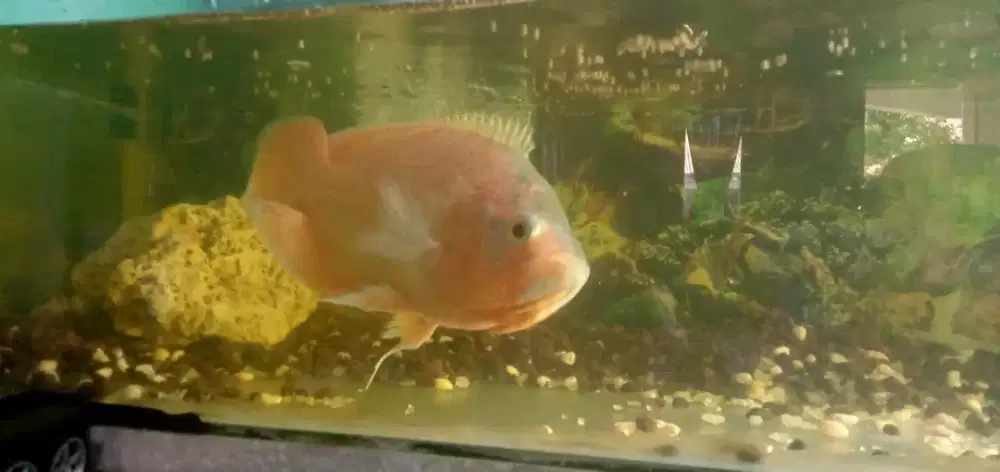 Ikan hias Oscar merah oranye