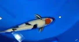 Koi Tancho Showa Original 46cm Male Motogoro Imbang HQ