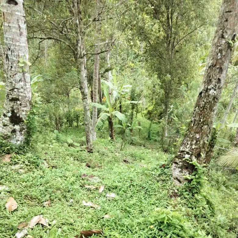 Tanah Kebun produktif Pemilik BUC