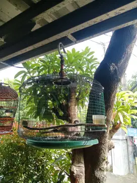 Burung tekukur dan perkutut