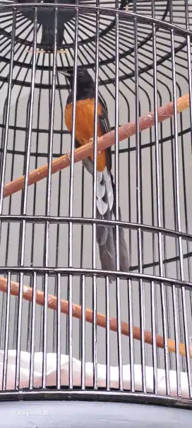 Jual Burung Murai Balak