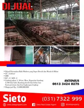 Dijual Peternakan Babi Modern yang Super Bersih dan Murah di Blitar