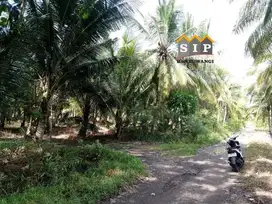Dijual kebun Murah Akses mobil di desa wringinputih Muncar Banyuwangi