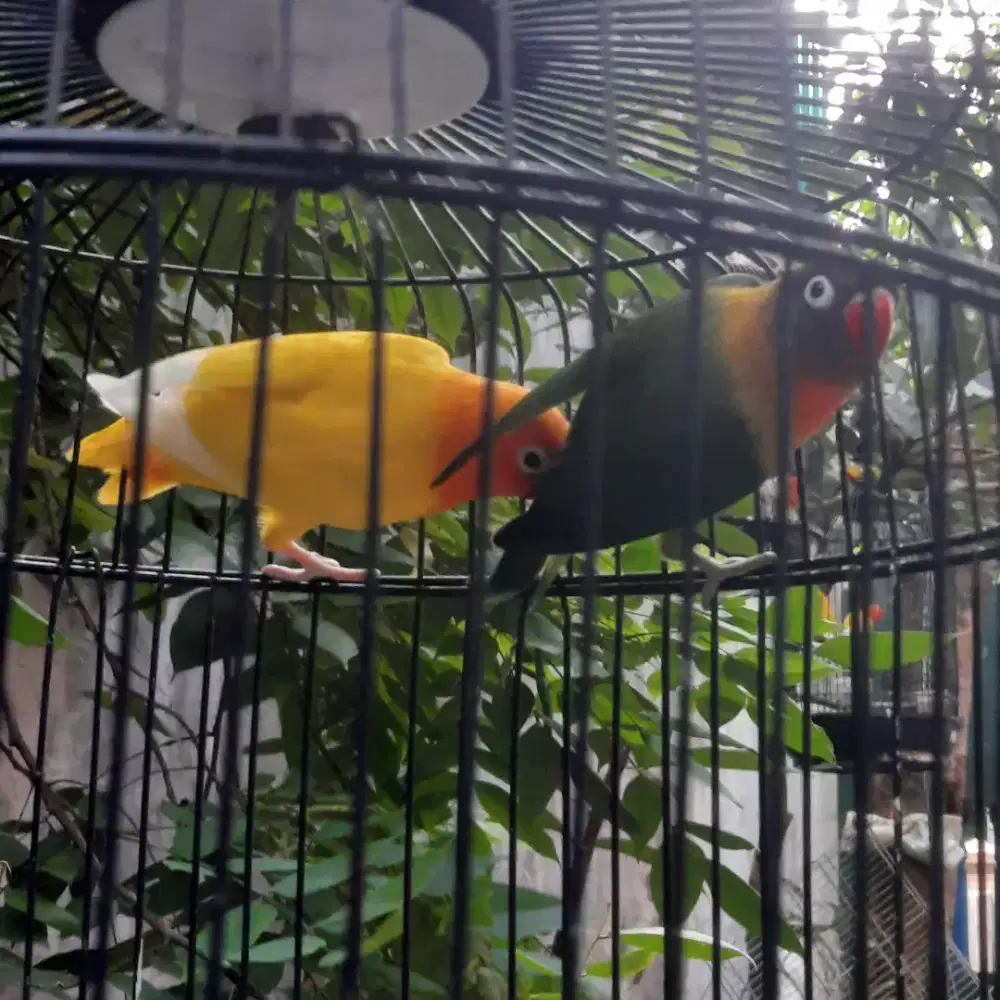 Pasangan lovebird lutino dan darkgreen