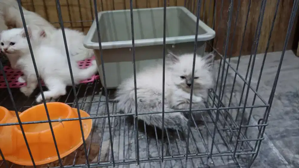 Anakan kucing siap adopsi