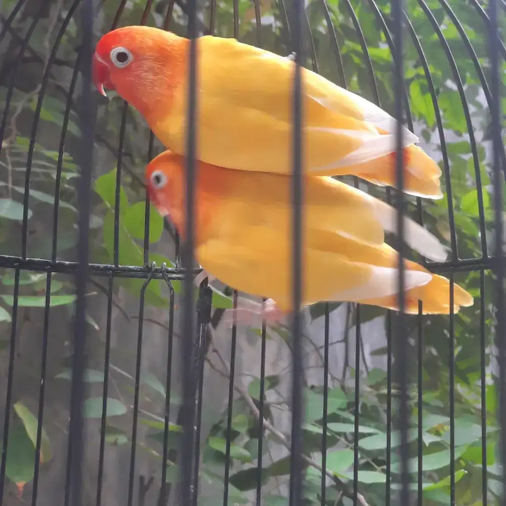 Pasangan lovebird lutino retina merah