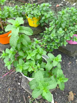 Tanaman Hias Mint Aroma Kuat Subur