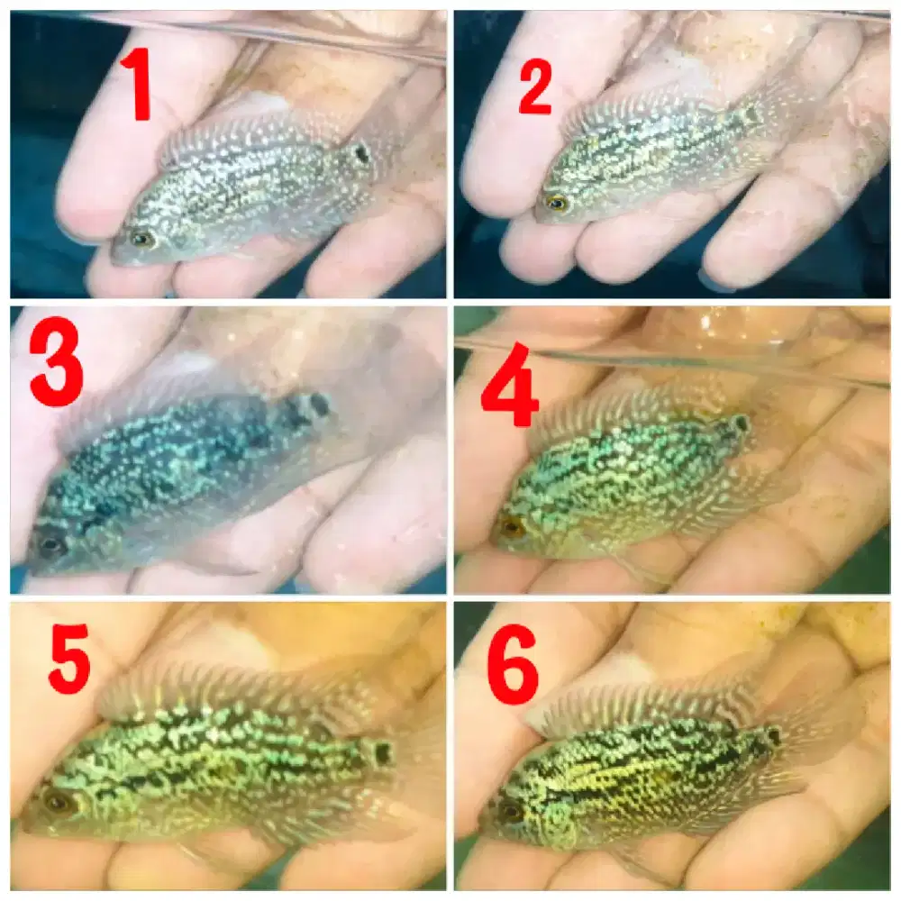 Ikan louhan kamfa f3 sortiran