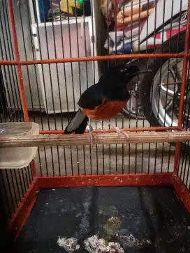 Murai batu betina figter