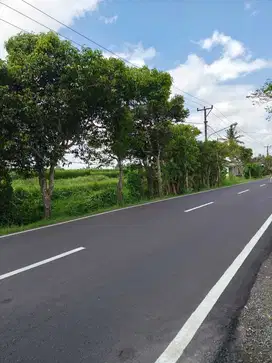 TANAH PINGGIR JALAN UTAMA  VIEW SAWAH & POHON KELAPA DI BLAHKIUH