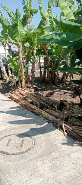 Tanah pekarangan berbah; 200 mtr