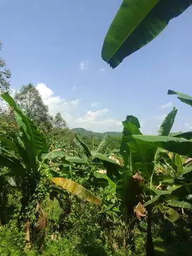 Dijual Tanah/Lahan Perkebunan & Ladang Manggis - Jasinga