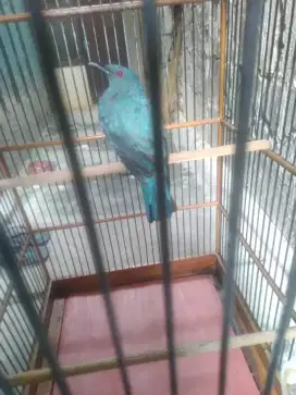 Cucak biru & kandang harian nya