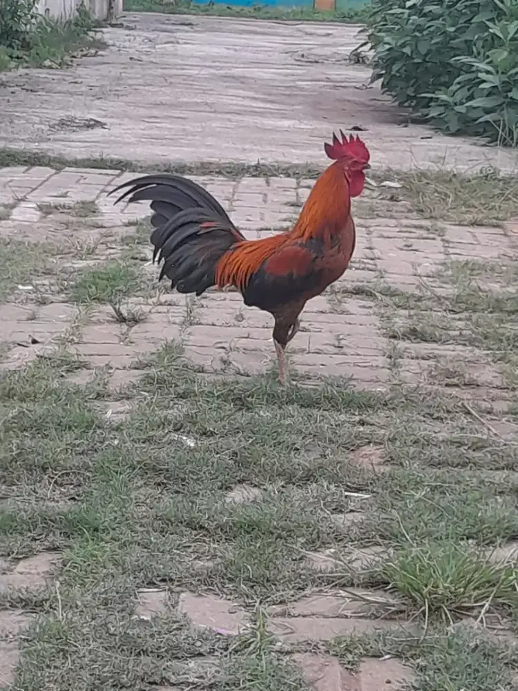Ayam jago kampung