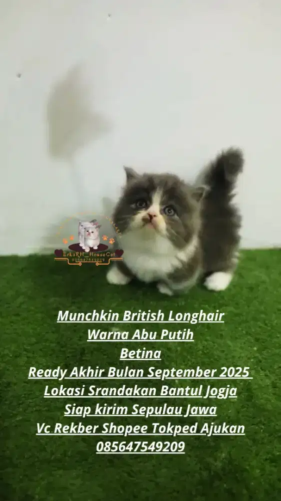 boneka anabul kucing munchkin cebol british longhair
