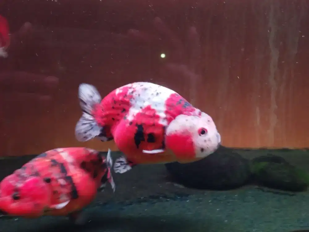 Ikan koki ranchu