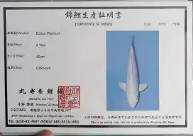 Ikan Koi Platinum Doitsu 53cm Import Bersertifikat Maruhiro Koi Farm