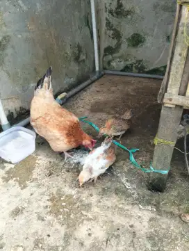 Ayam kate 3 ekor